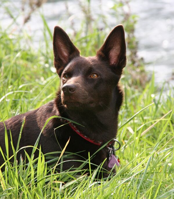 Aufmerksamer Australien Kelpie im Gras liegend