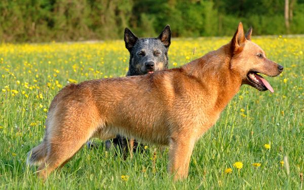 Roter und Blauer Australian Cattle Dog
